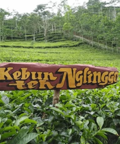 Kebun Teh Nglinggo 