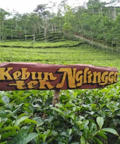 Kebun Teh Nglinggo