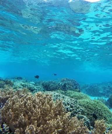 Pulau Menjangan