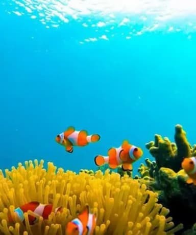 Snorkeling di Spot Nemo