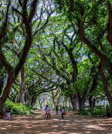 Hutan De Djawatan