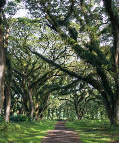 Hutan De Djawatan