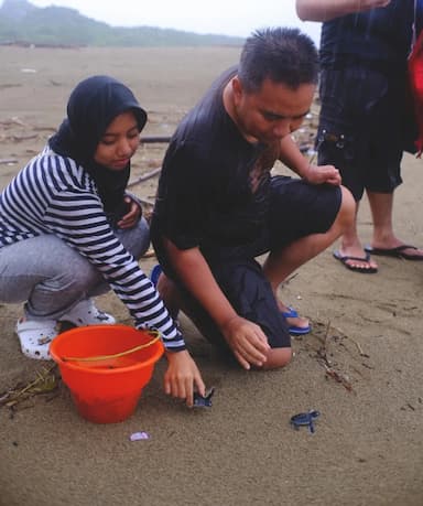 Pelepasan Tukik
