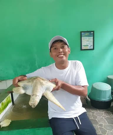 Penangkaran Penyu