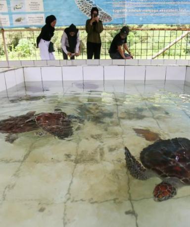 Penangkaran Penyu