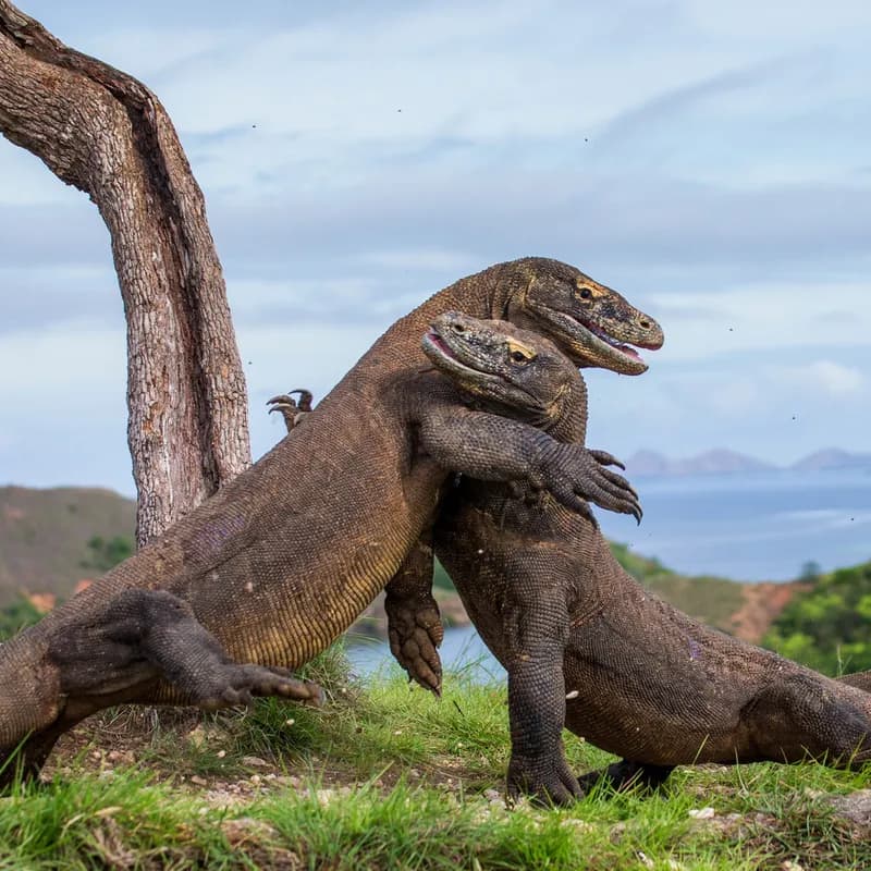 one-day-trip-sailing-komodo