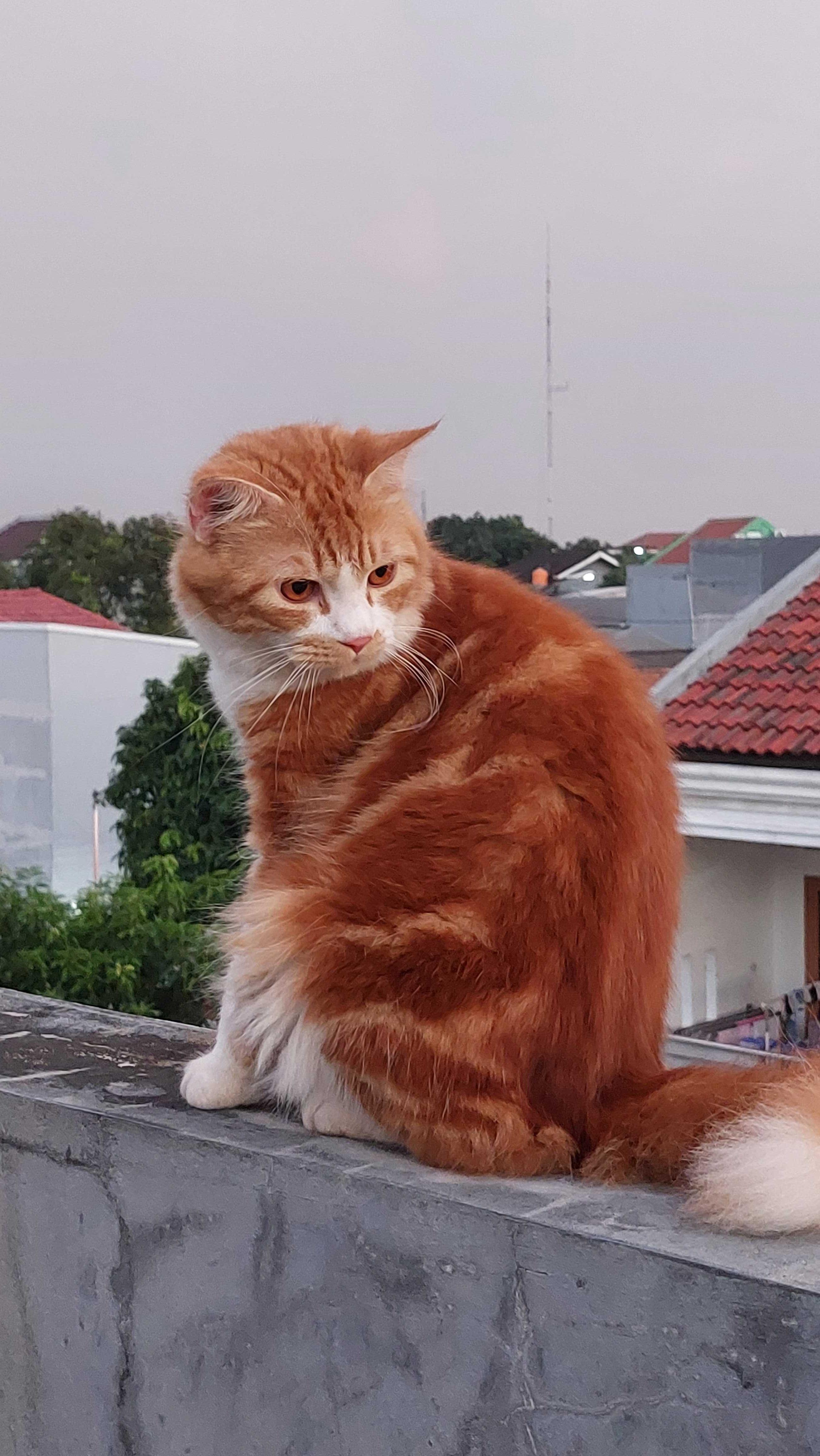 Ngiat Sian